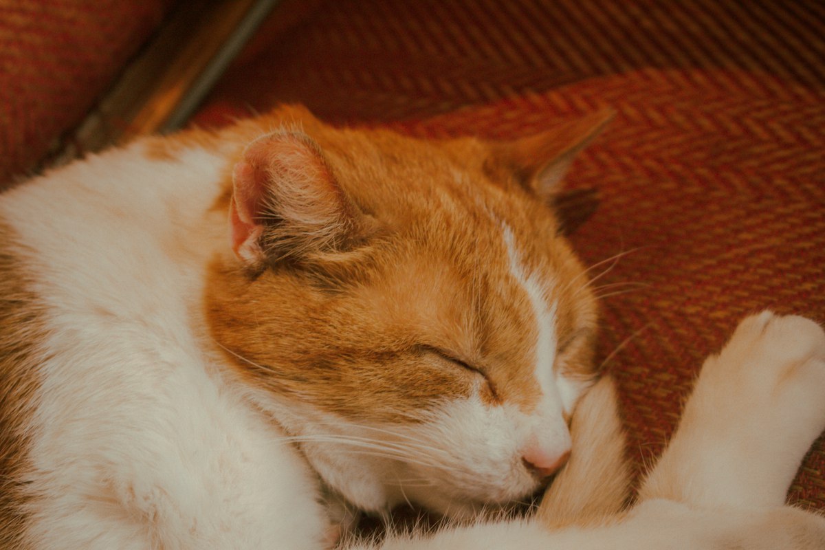 Two cats sleeping close together for warmth