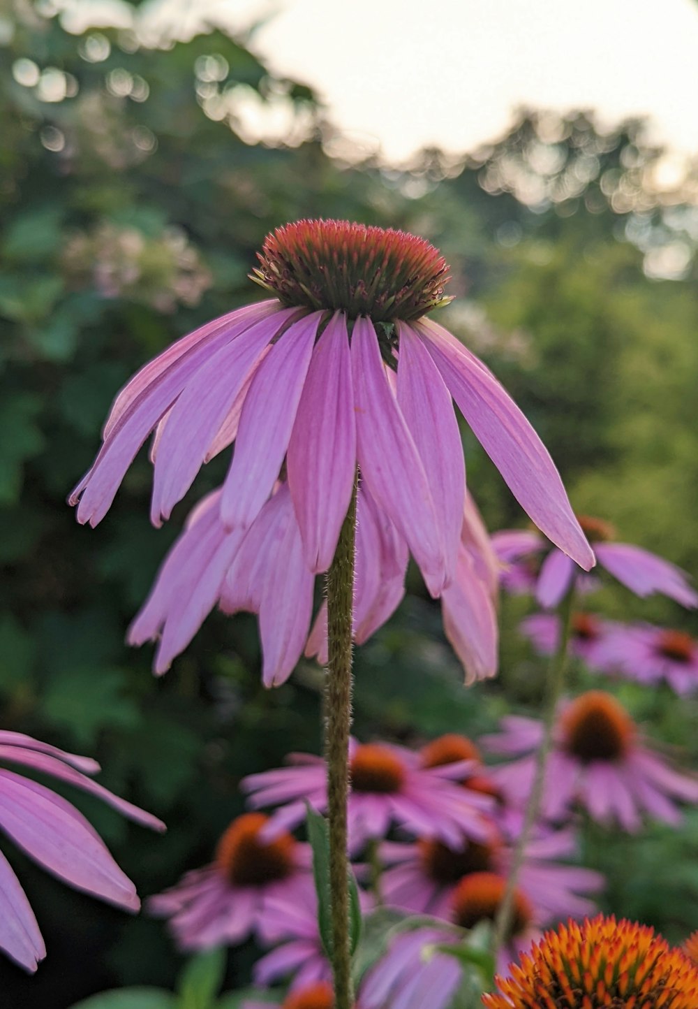 a close up of a purple flower