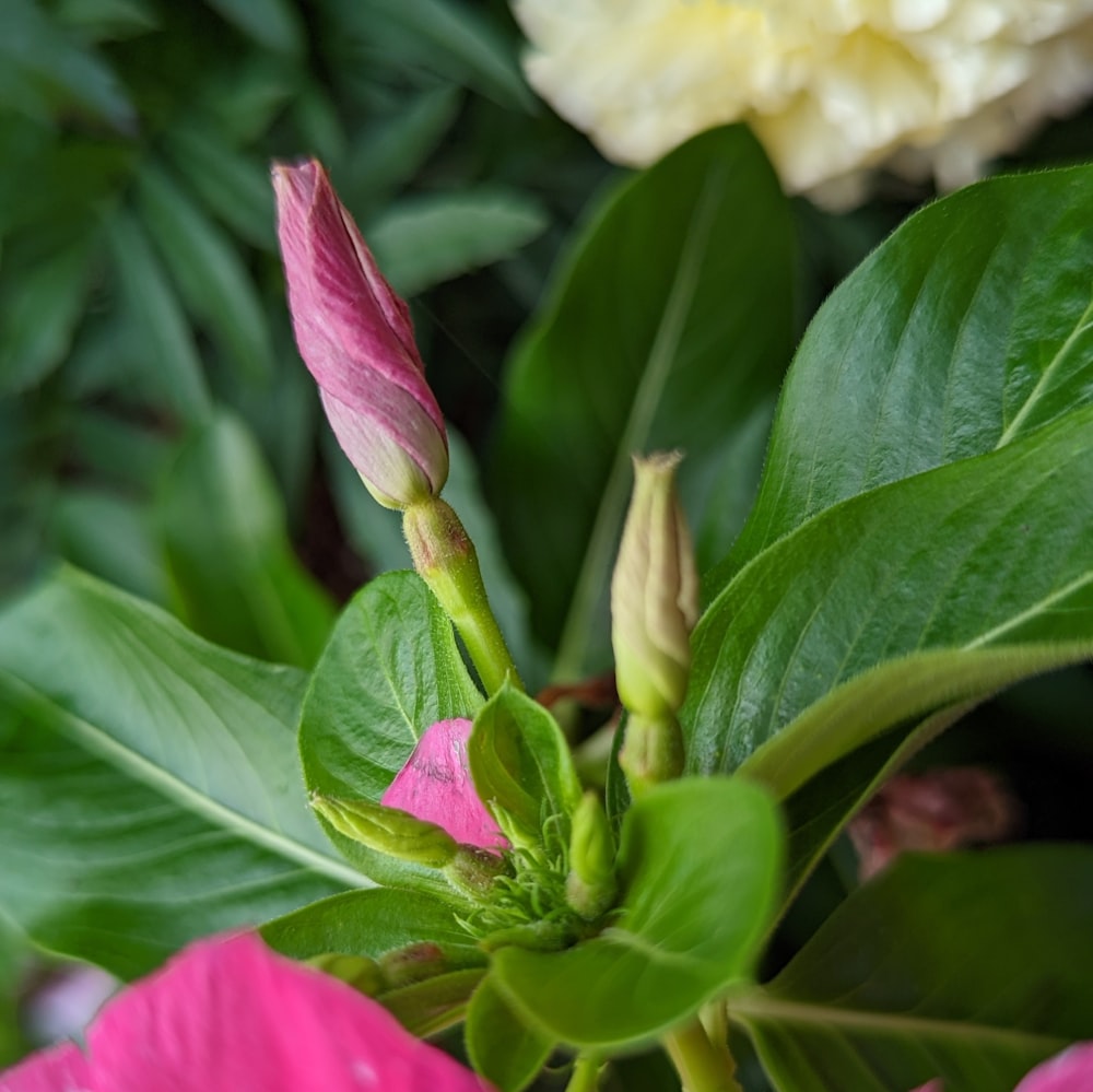 a close up of a flower