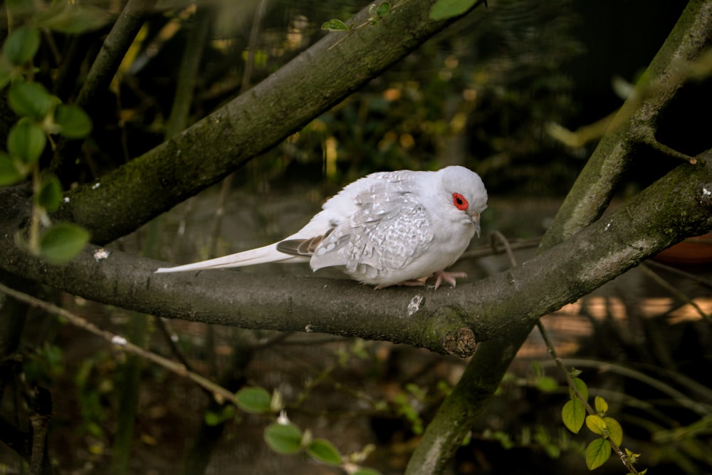 a bird sitting on a branch