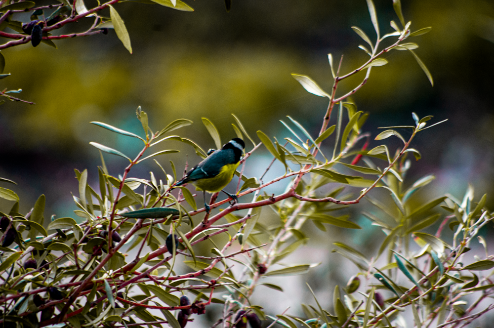 a bird perched on a branch