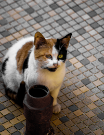 A multicolored cat with brown, black, and white fur is sitting on a tiled pavement. The cat has distinctive markings on its face and is positioned next to a rusted metal pipe.