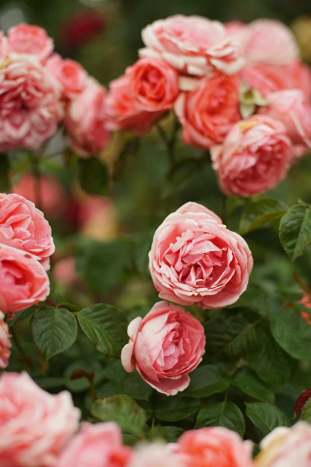 a group of pink flowers