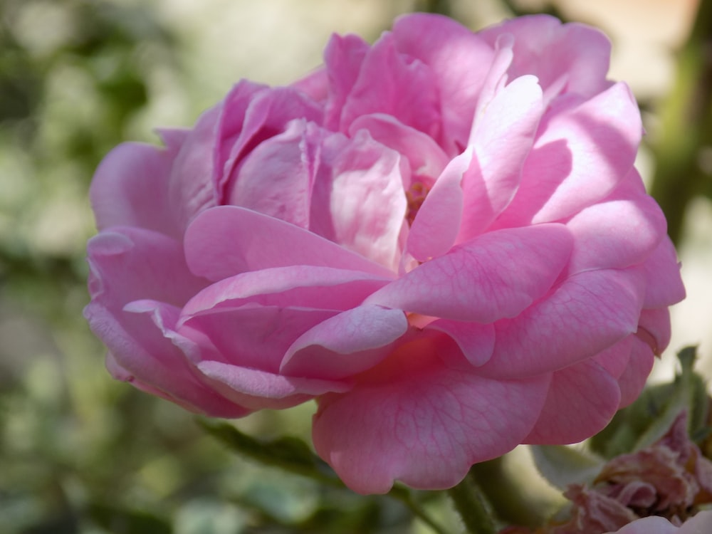 a close up of a pink flower