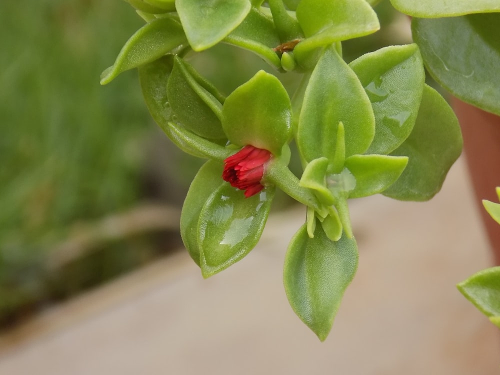 a close up of a plant