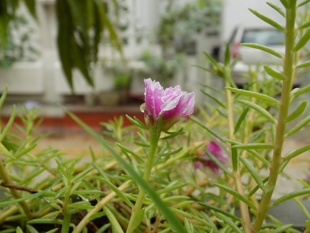 a close-up of a flower