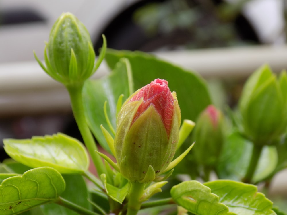 a close up of a flower