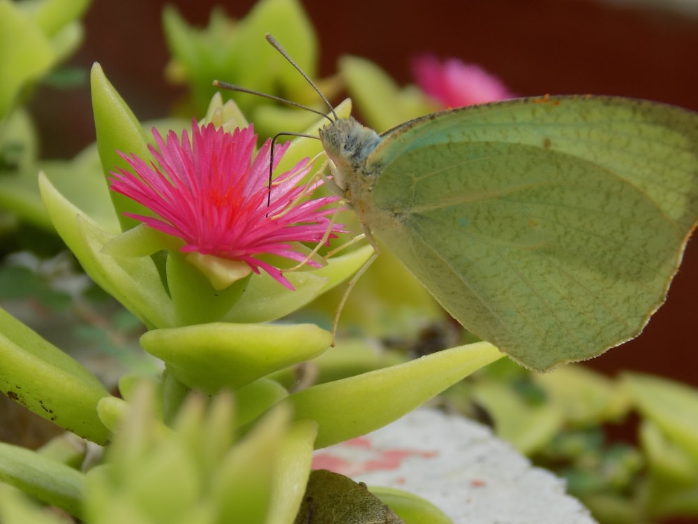 a butterfly on a flower