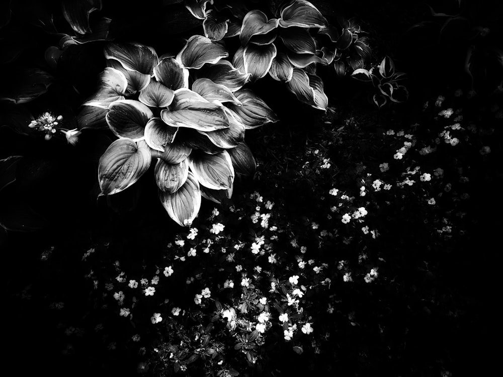 a black and white photo of a flower