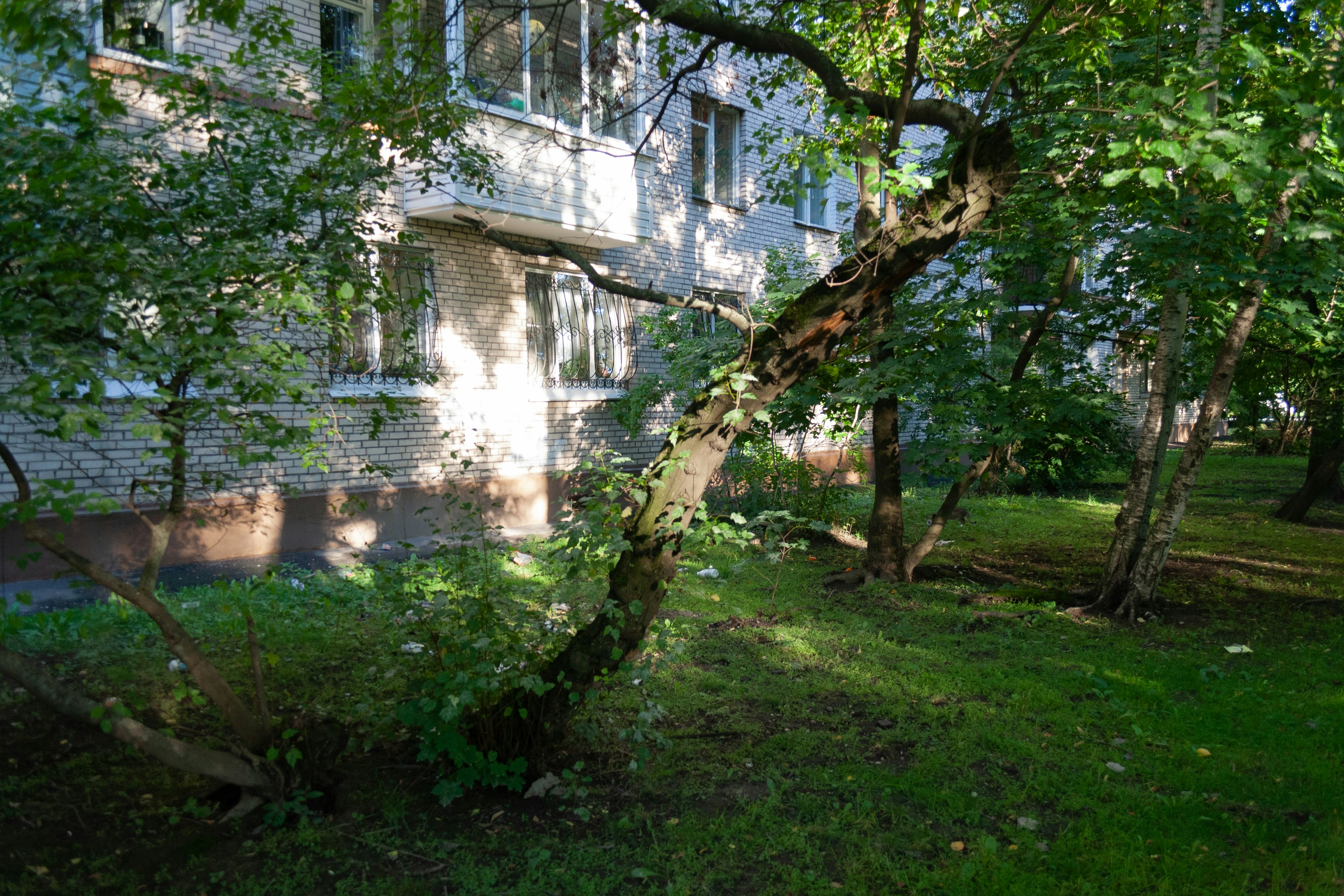 a tree in front of a building