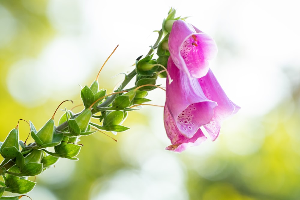 a close up of a flower