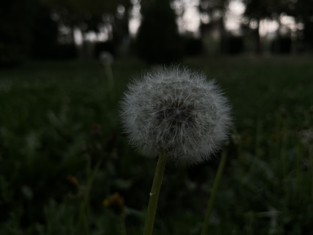 a dandelion flower in a field