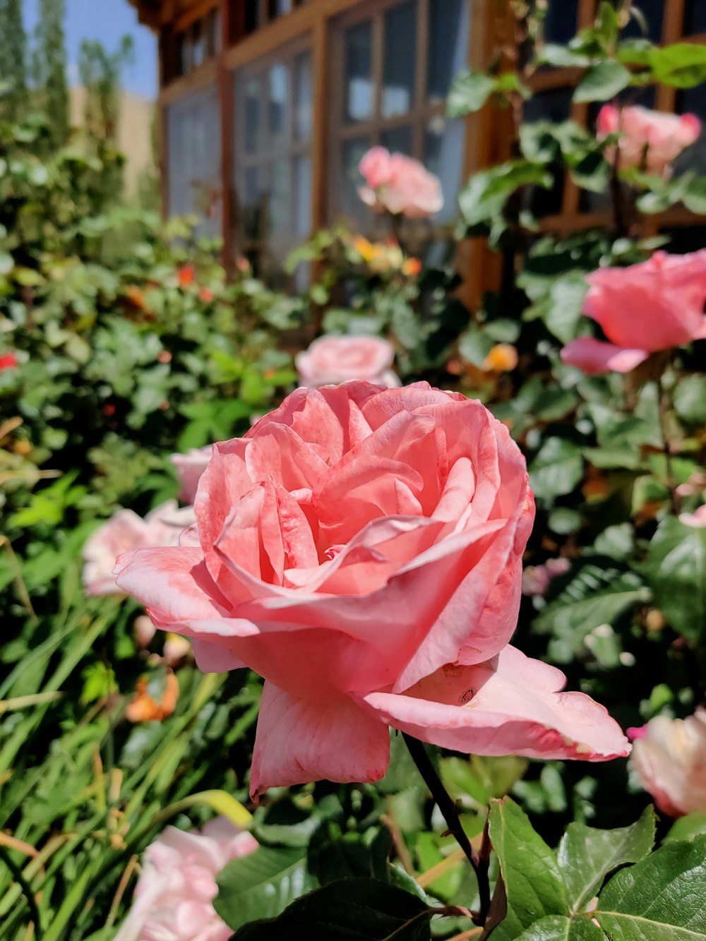 a close up of a flower