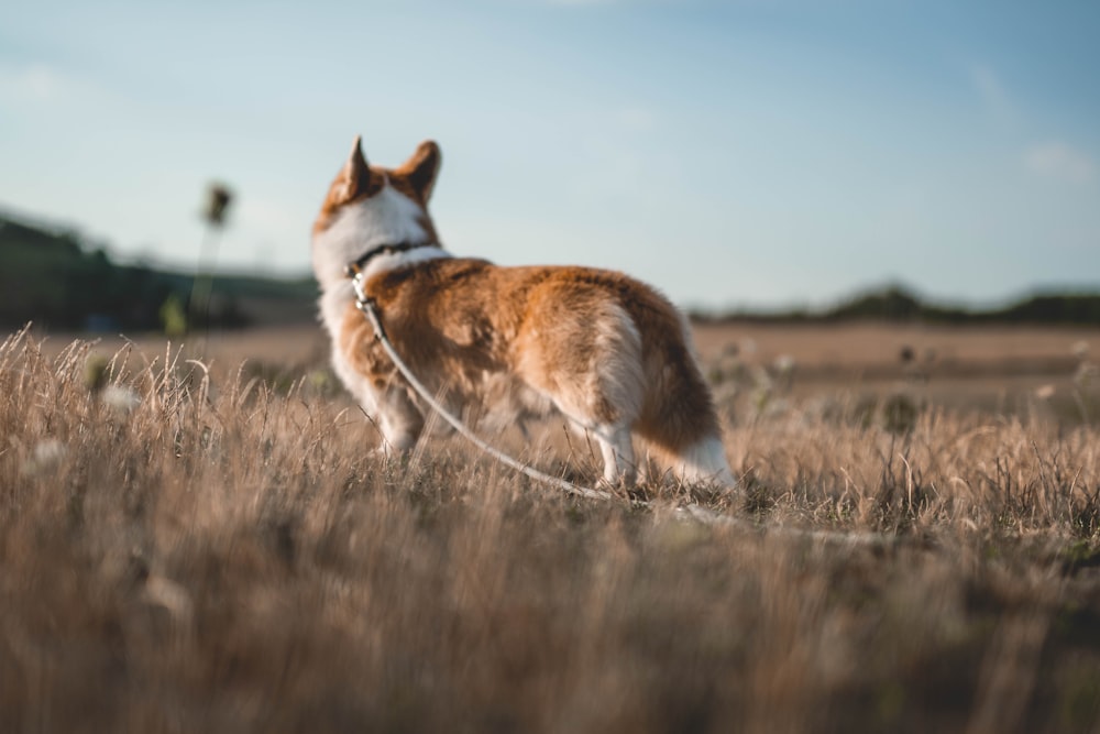 a dog sitting in a field