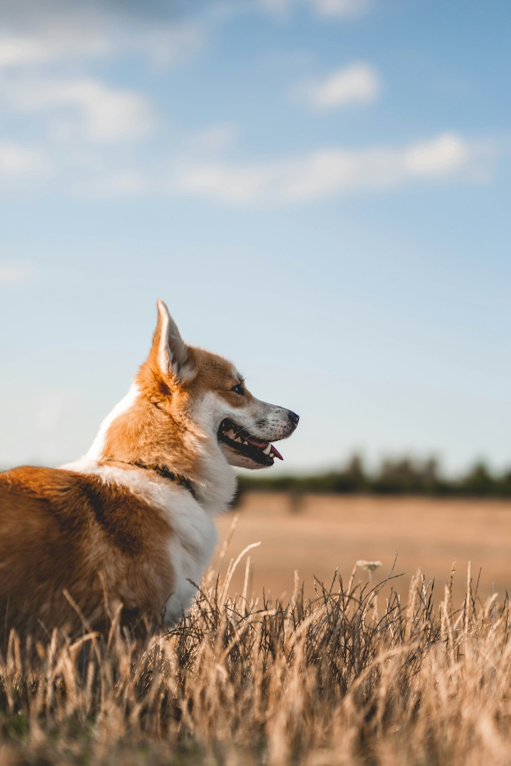 a dog in a field