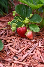 Зреещо ягодово растение върху мулч от кора в Пловдив — ядлив градински дизайн на Хеджи Уайлдър.