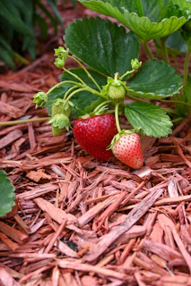 strawberries growing in the ground