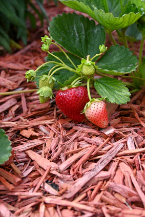strawberries growing in the ground