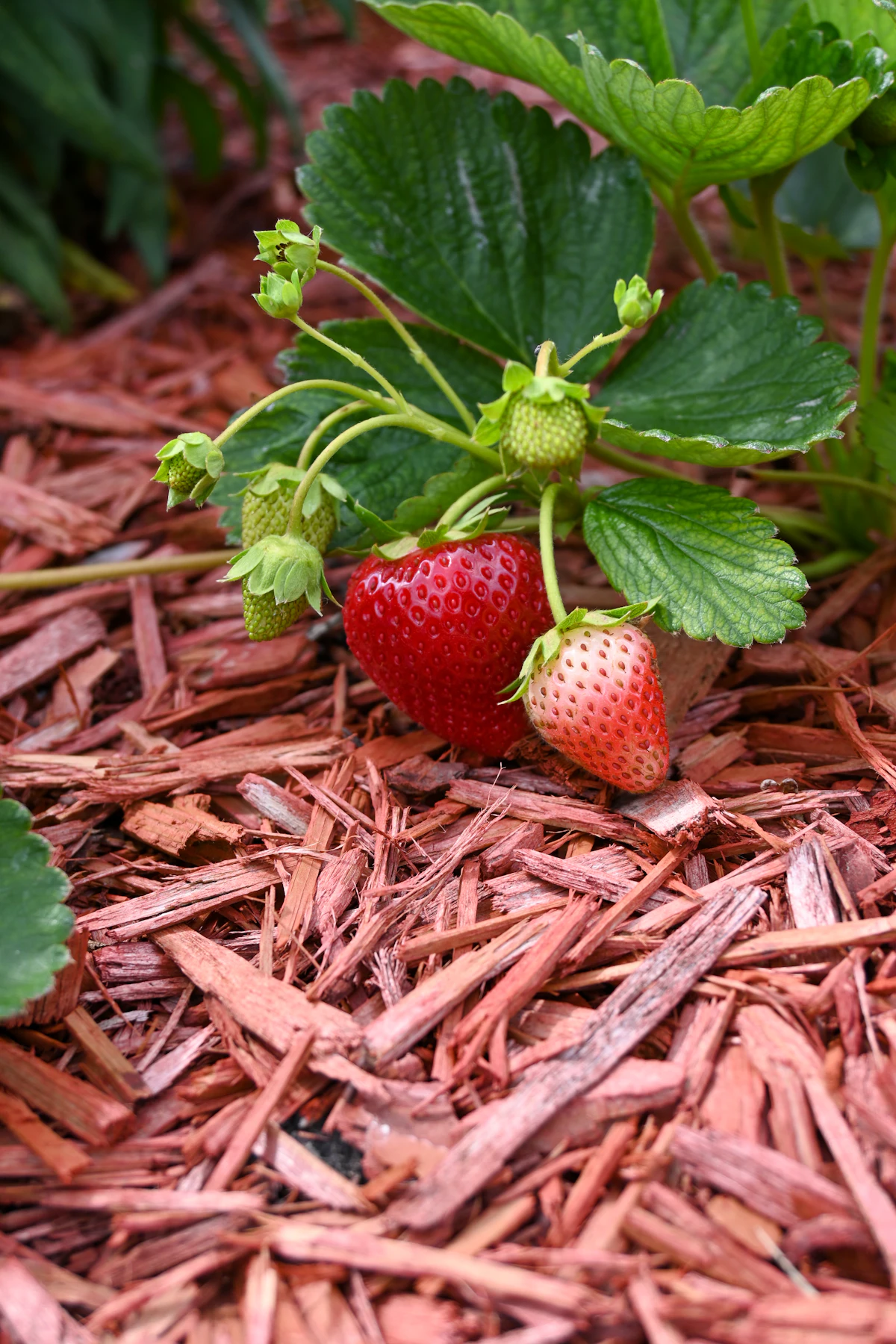 Strawberry plant with ripening berries growing from shredded wood mulch in a garden bed