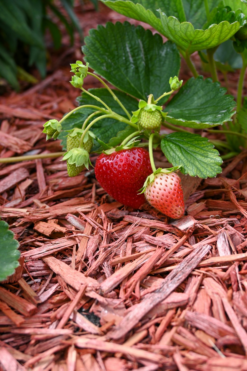 strawberries growing in the ground