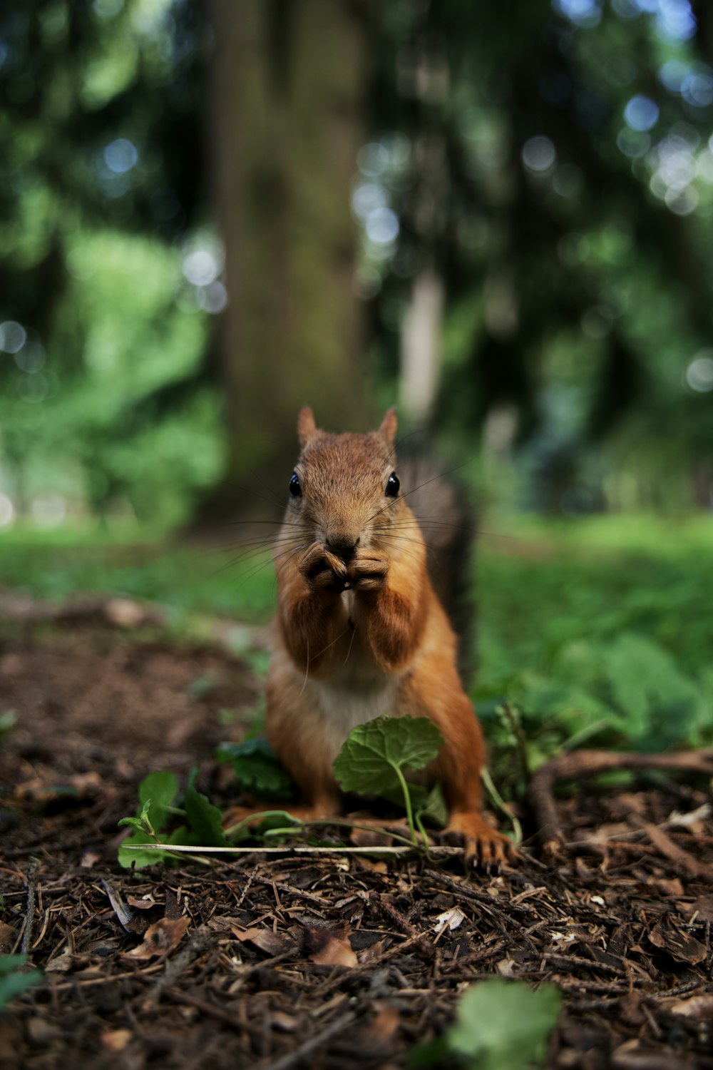 a squirrel holding a nut