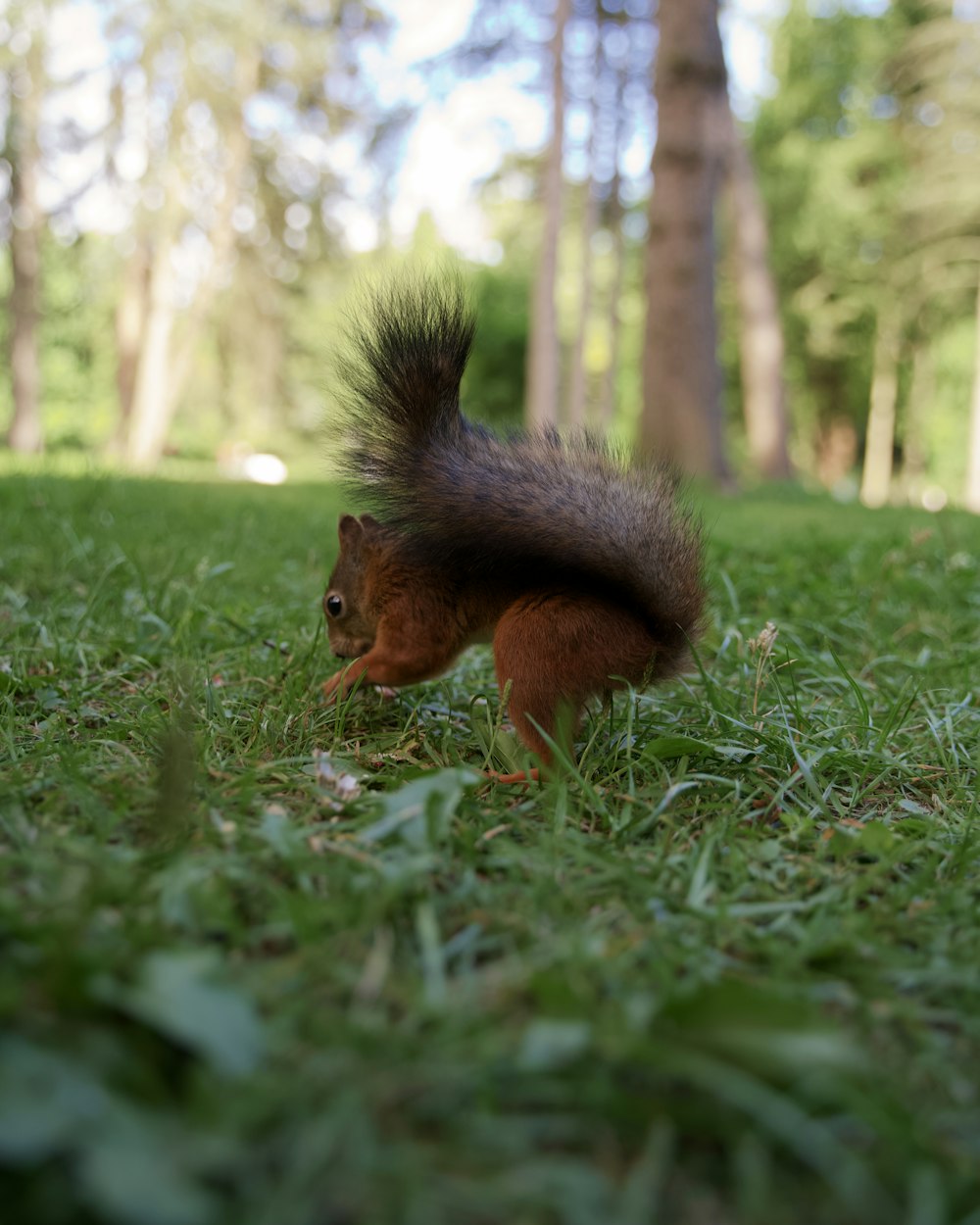 a squirrel eating a nut in the woods