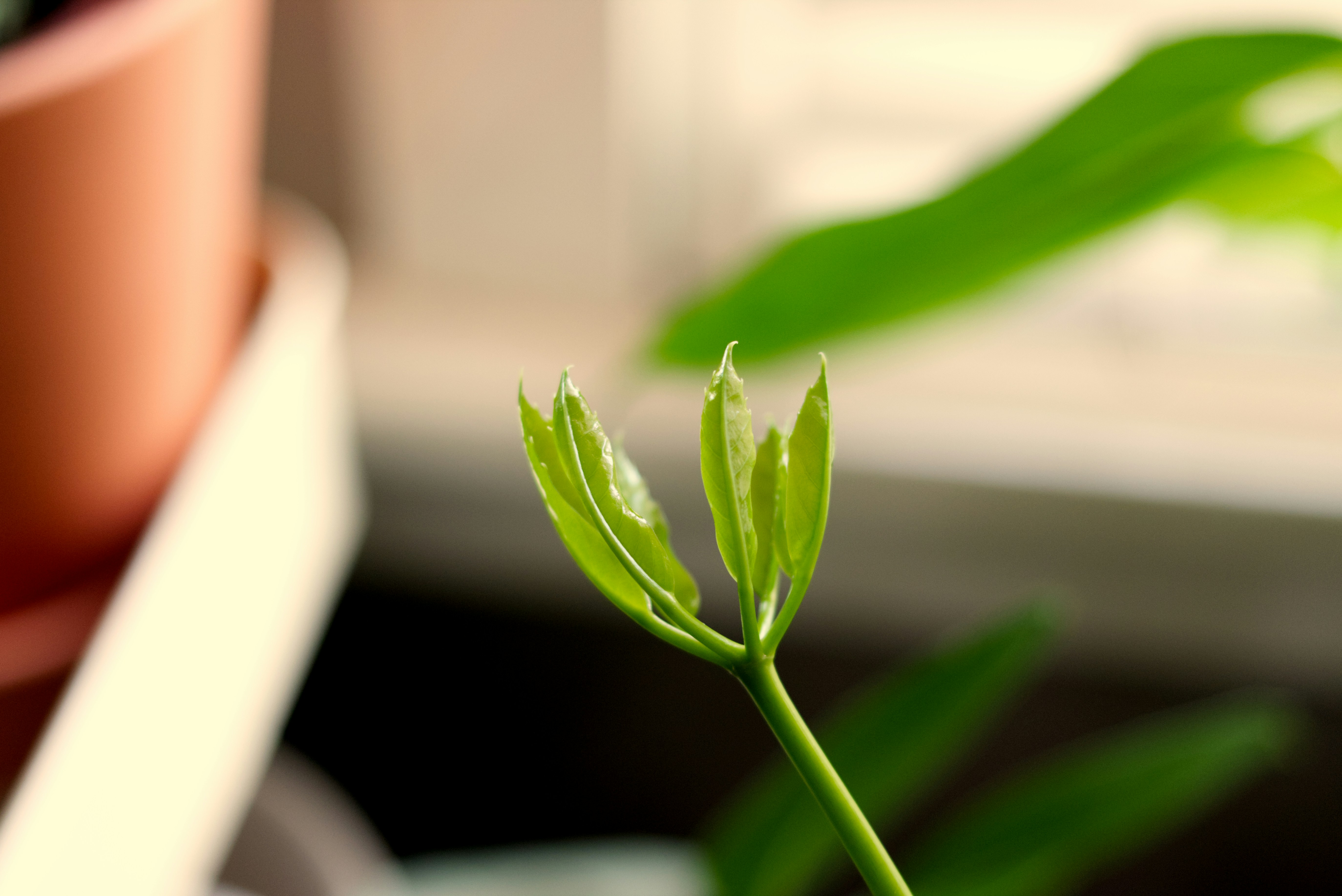 a close up of a plant
