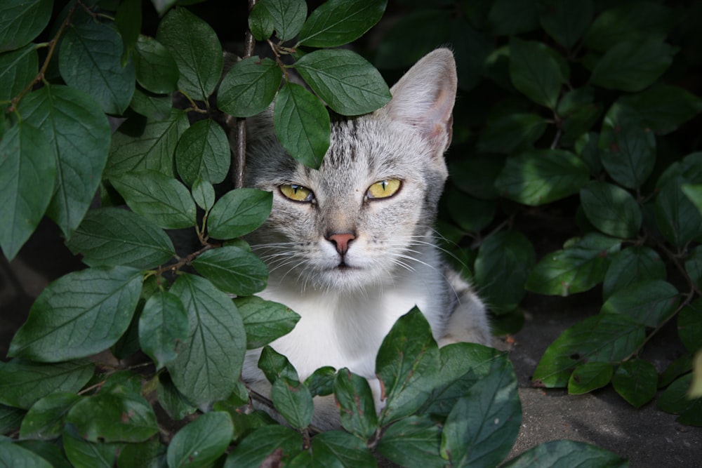 a cat in a bush