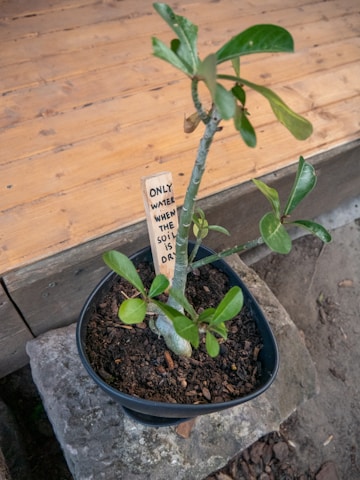 A potted plant with green leaves is placed on a stone surface. There is a wooden sign stuck in the soil with the message 'ONLY WATER WHEN THE SOIL IS DRY.' The background consists of wooden planks.