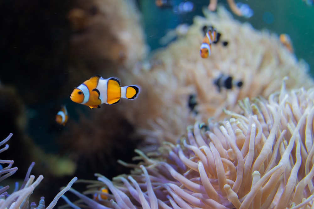 a group of fish swimming in an aquarium