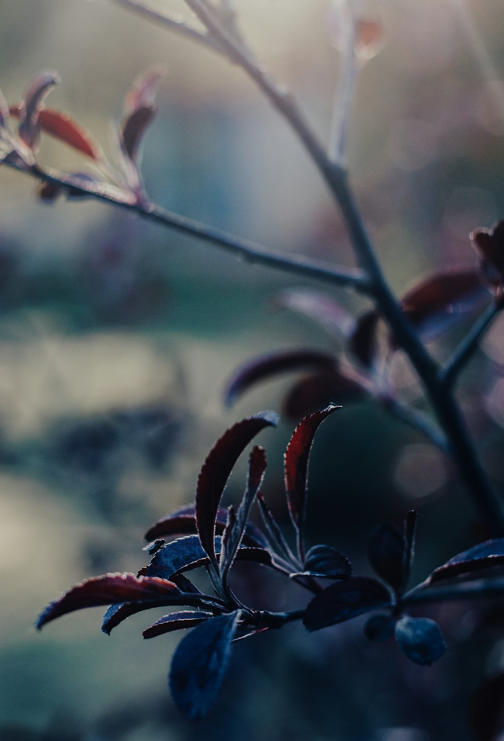 close up of a plant