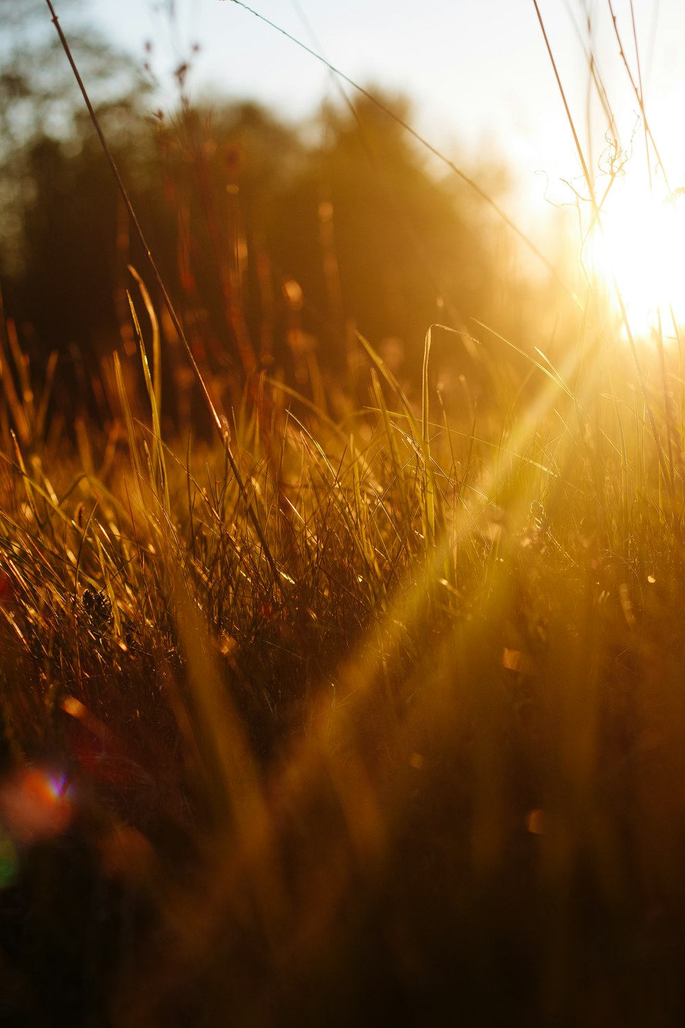 a close up of some grass