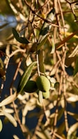 Olive branches with green olives and slender leaves are illuminated by warm sunlight, casting intricate shadows and creating a serene and natural feel.