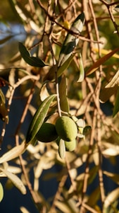 Olive branches with green olives and slender leaves are illuminated by warm sunlight, casting intricate shadows and creating a serene and natural feel.