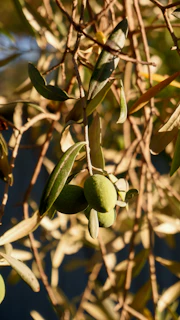 Olive branches intertwined with a rustic wooden cross, bathed in warm afternoon light.