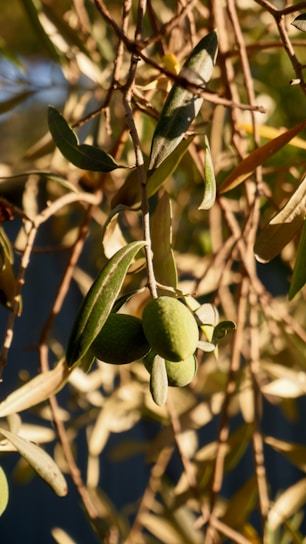 Olive branches with green olives and slender leaves are illuminated by warm sunlight, casting intricate shadows and creating a serene and natural feel.