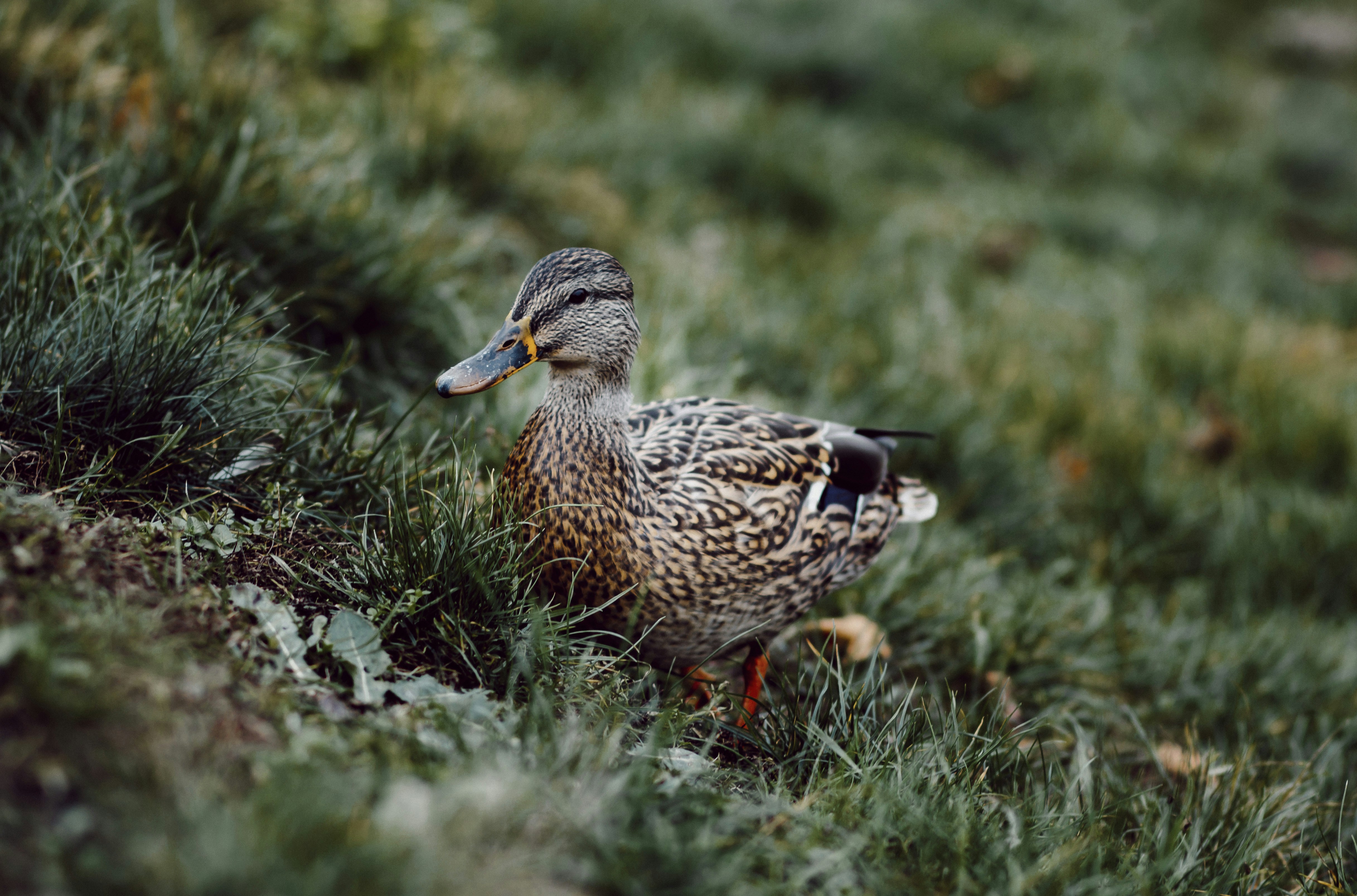 Un canard marchant dans l’herbe