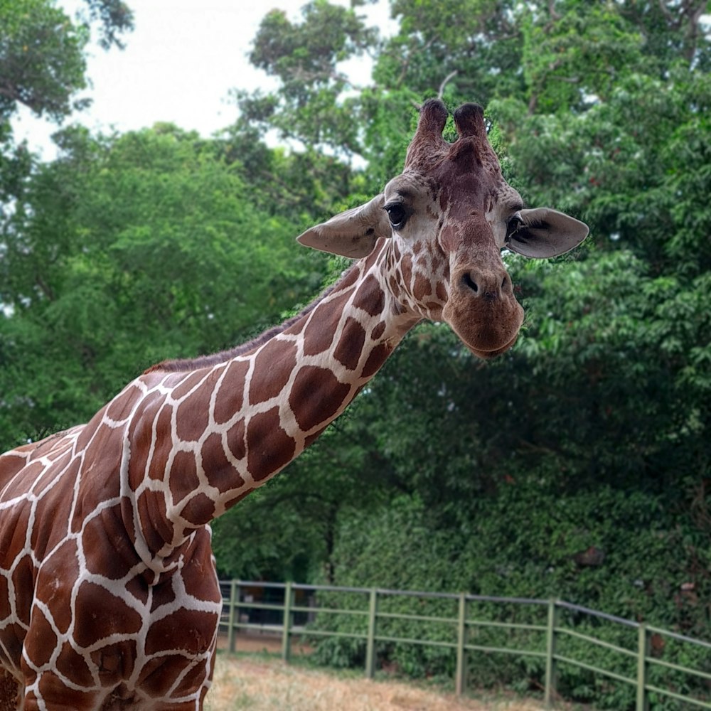 a giraffe stands in front of a fence