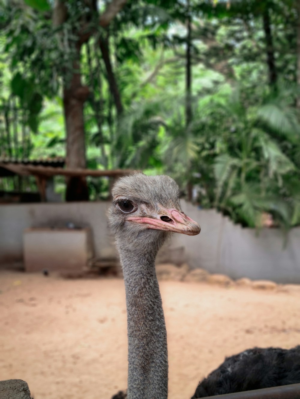 a bird with a long neck