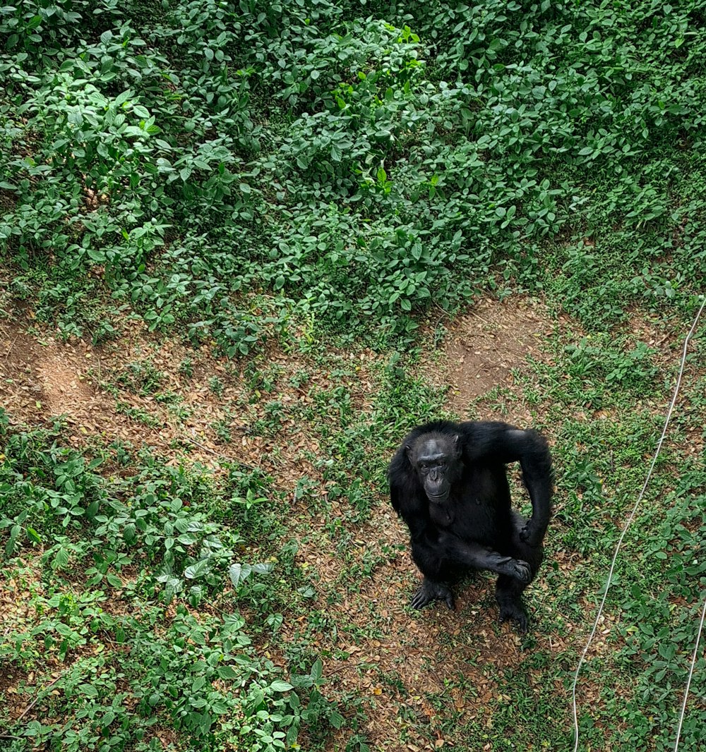 a monkey walking in a field