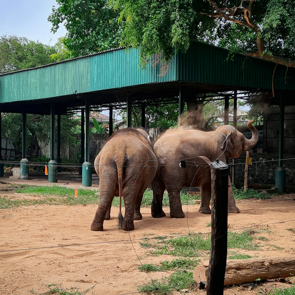 elephants standing under a shelter