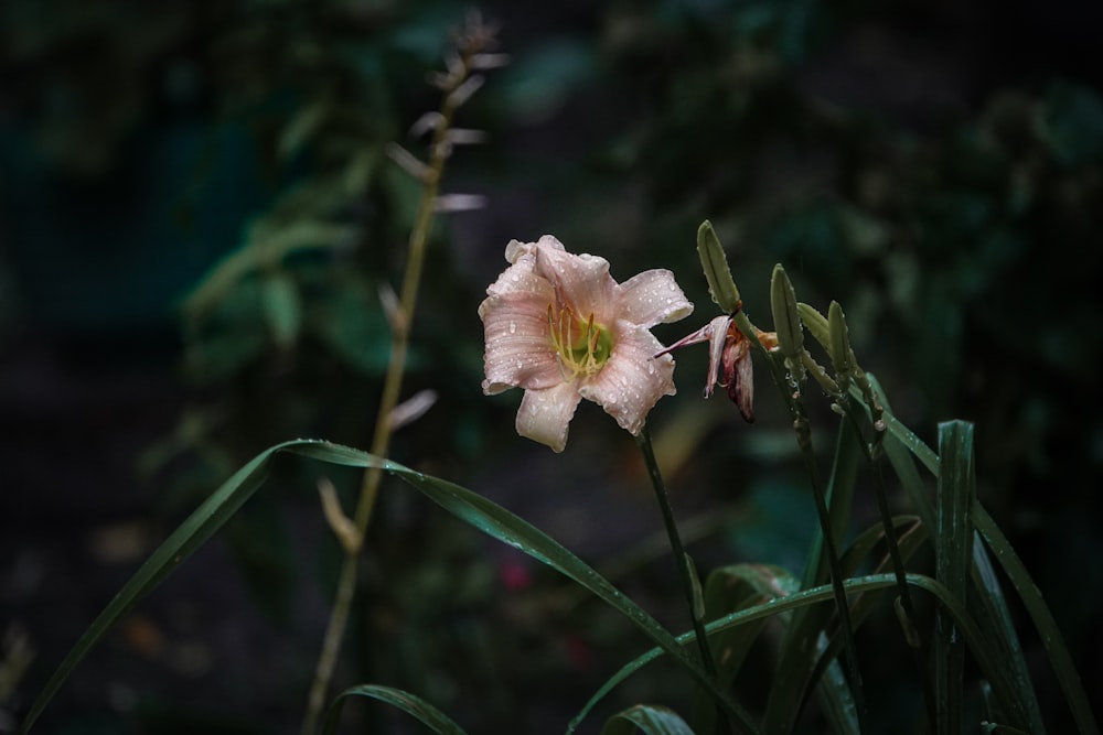 a flower on a plant