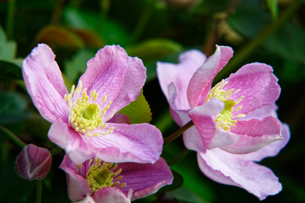 a group of flowers