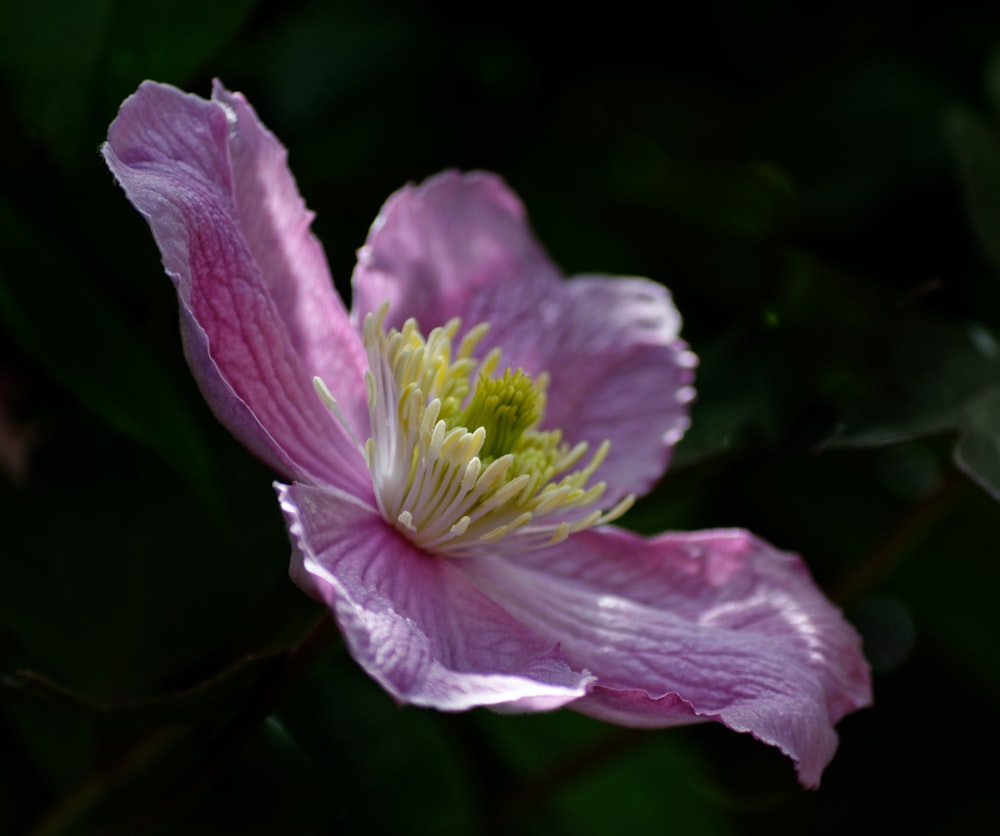 a purple flower with green leaves