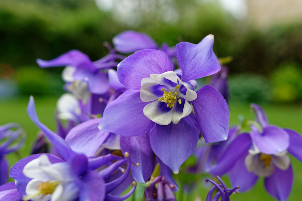 Un grupo de flores púrpuras