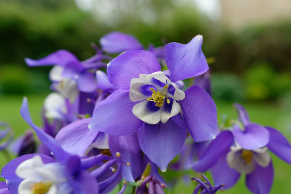 Un groupe de fleurs violettes