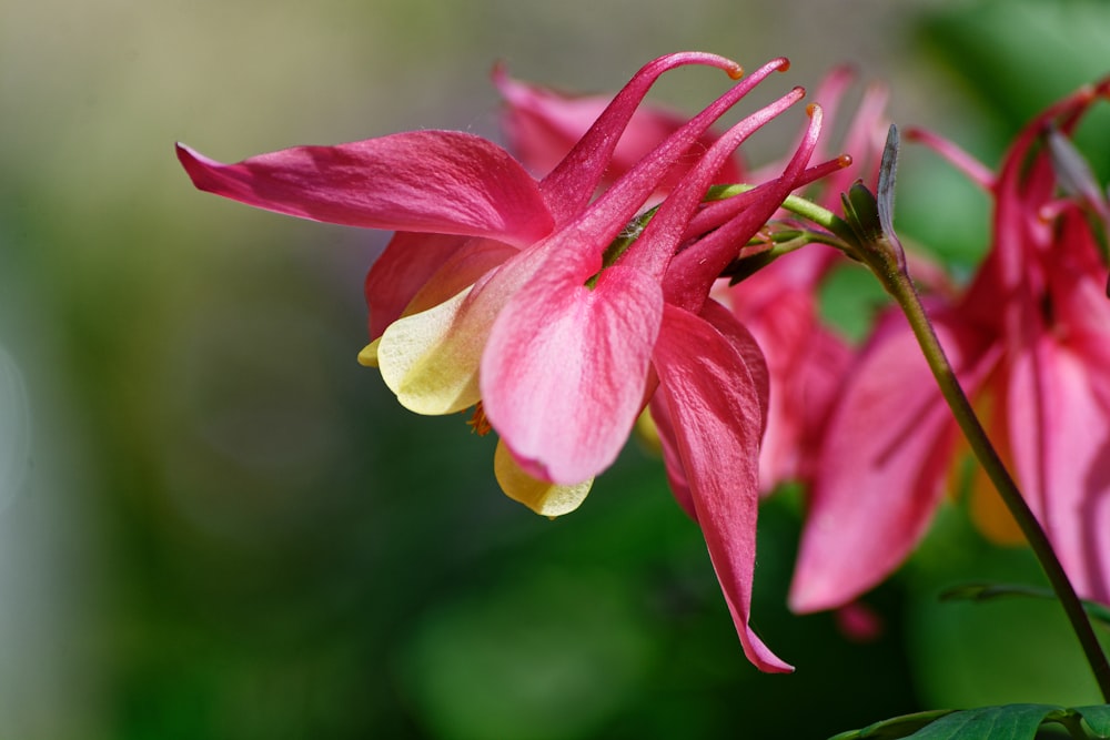 um close up de uma flor