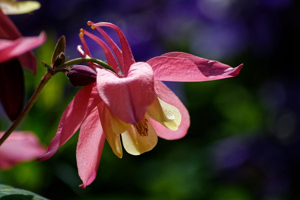 a close up of a flower