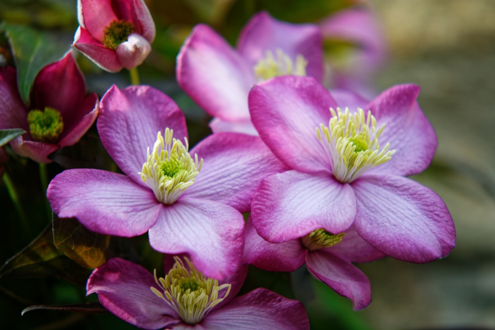 a group of purple flowers