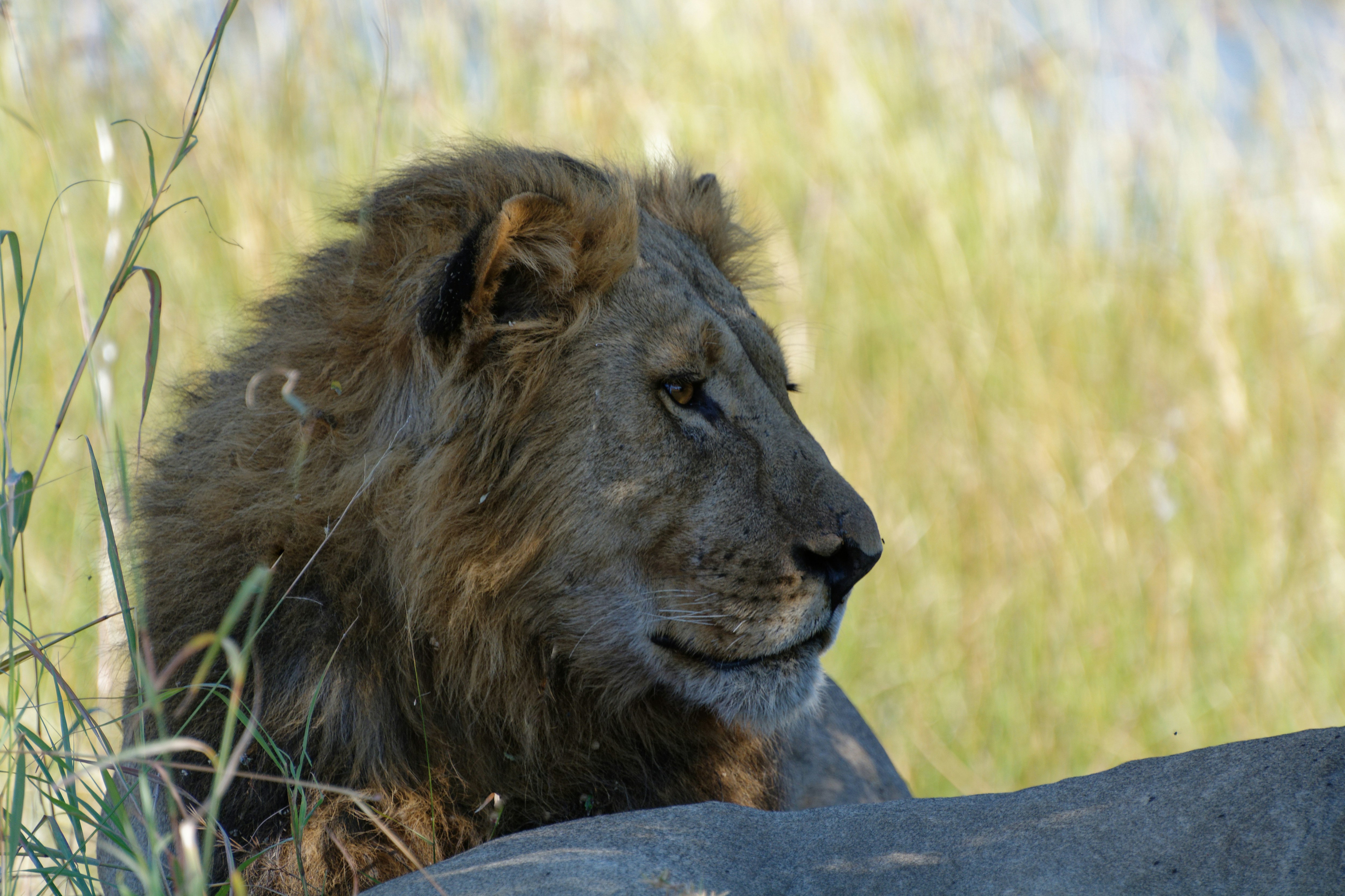 a lion lying in the grass